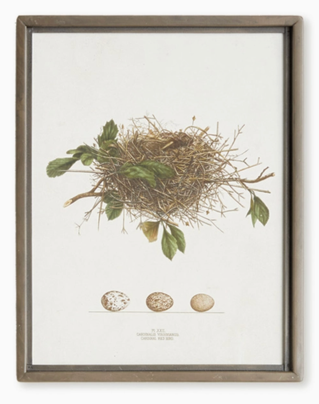 Bird Nest Study