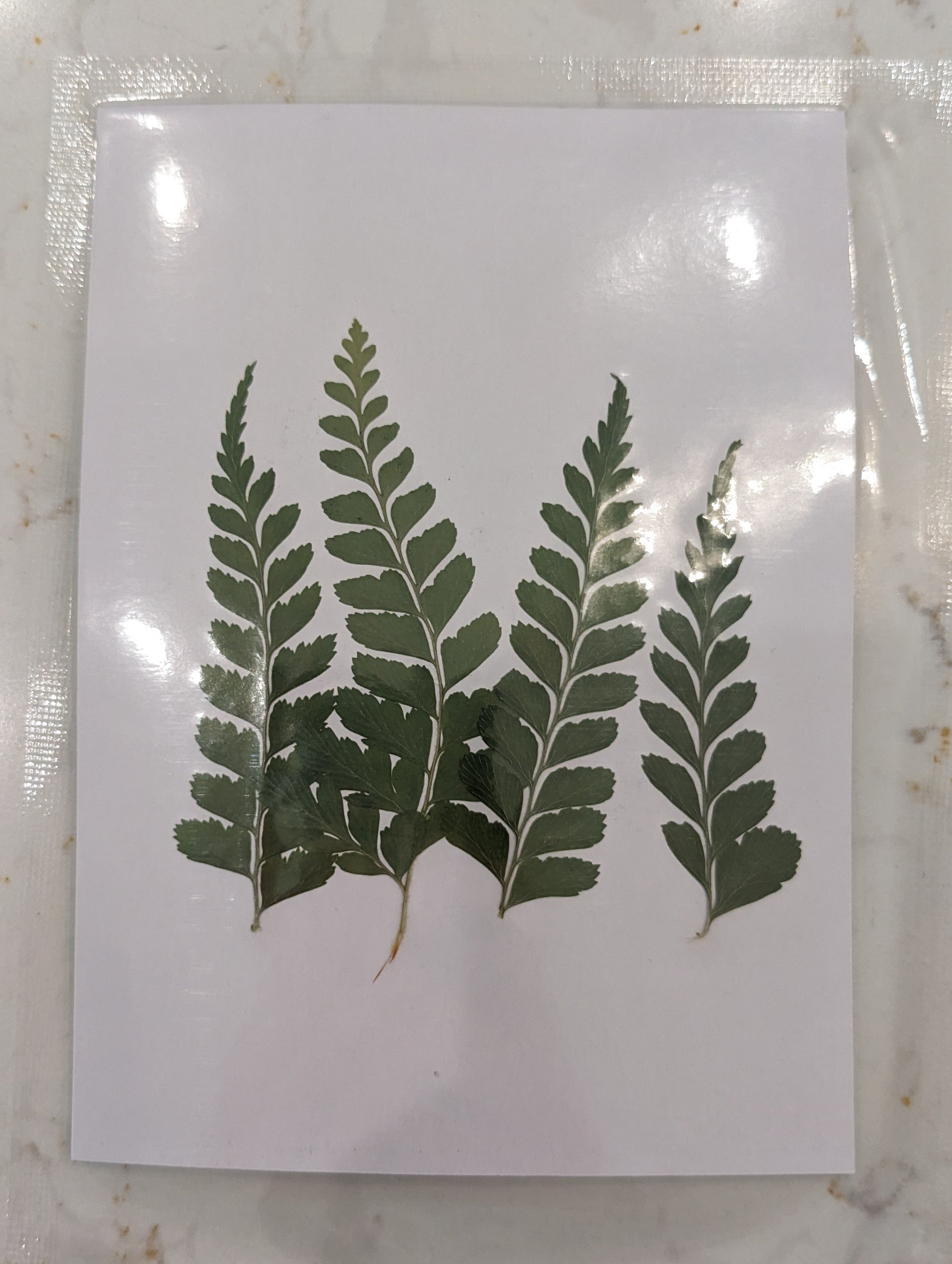 Pressed Botanical Collection