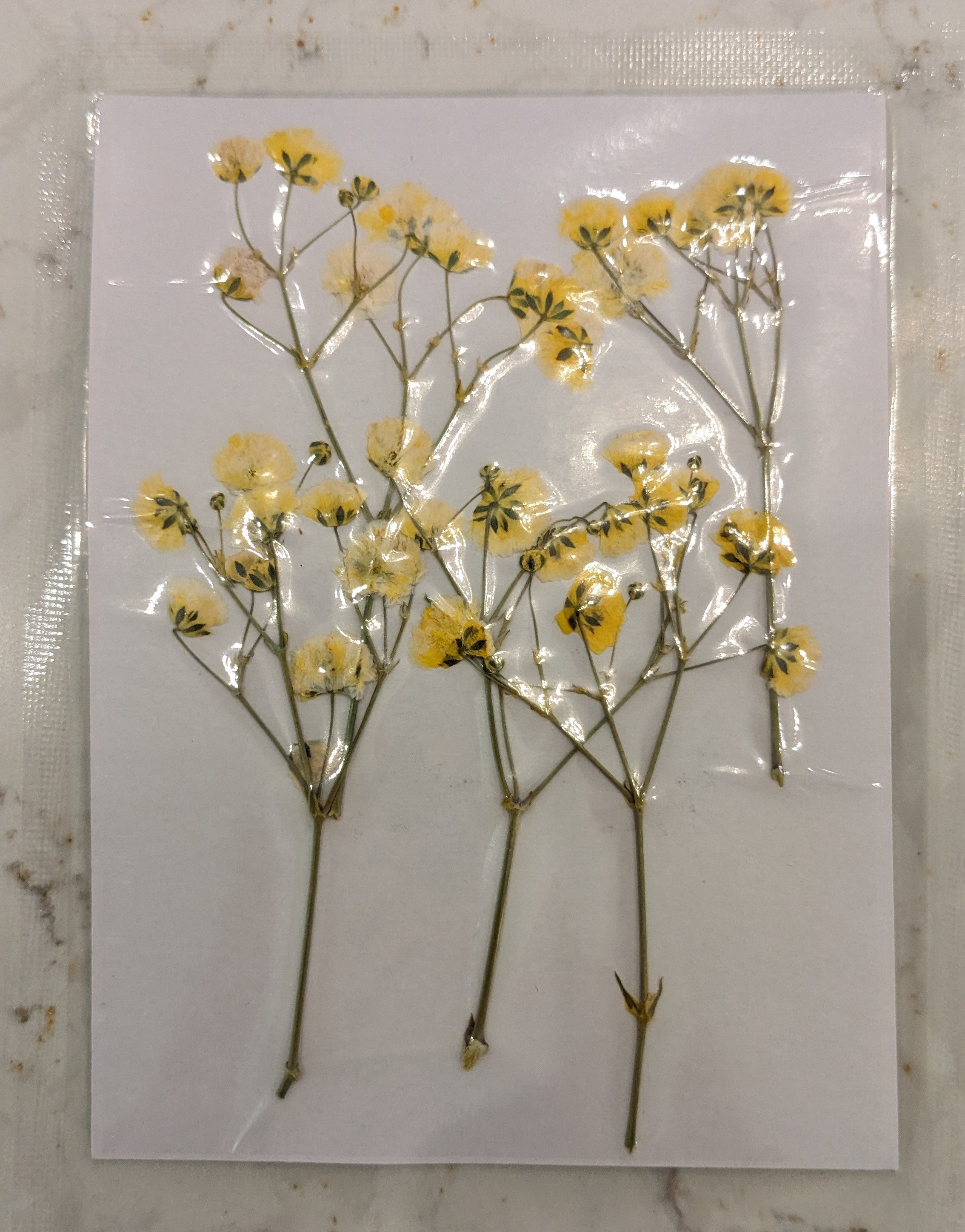 Pressed Botanical Collection