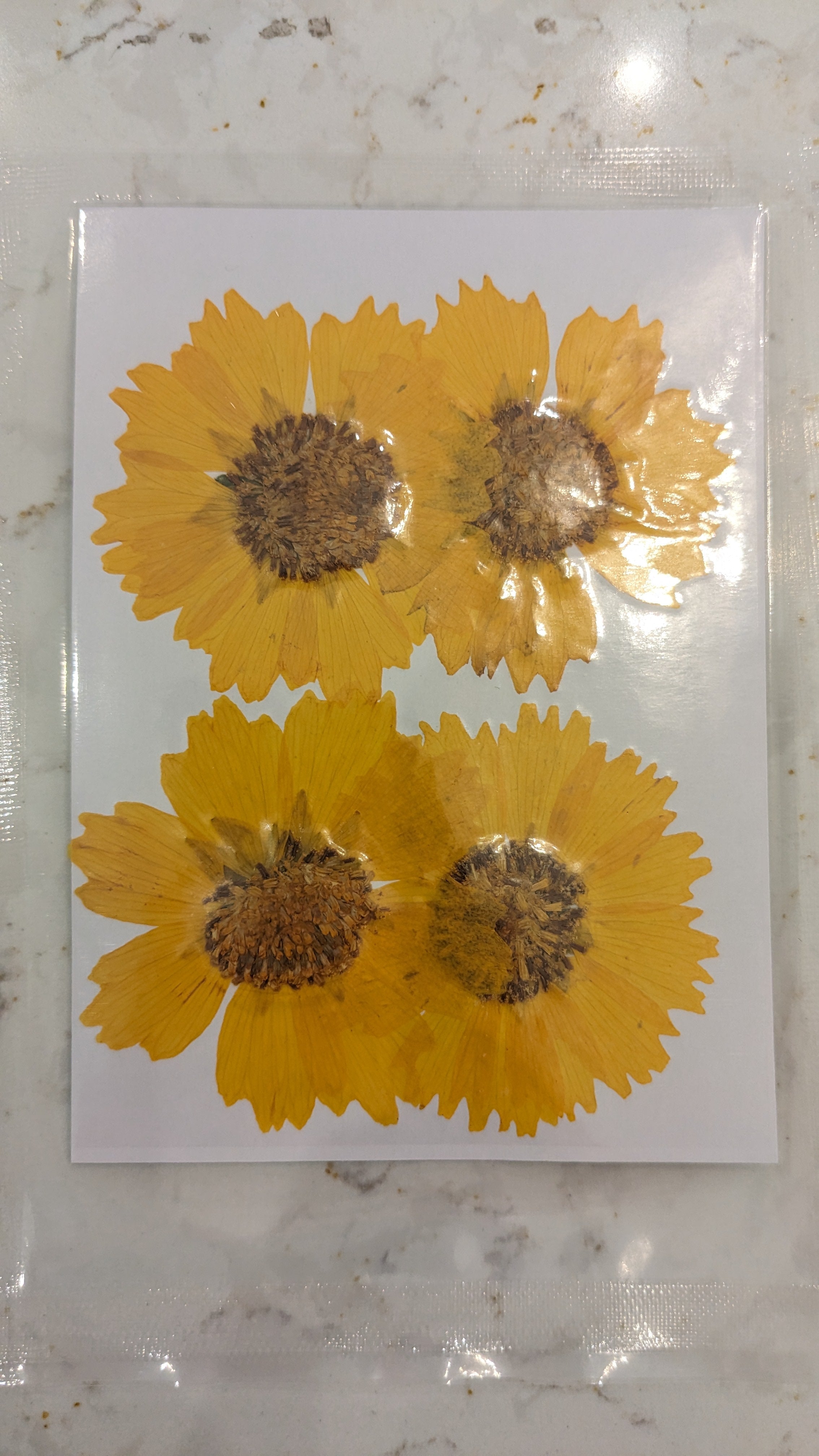 Pressed Botanical Collection