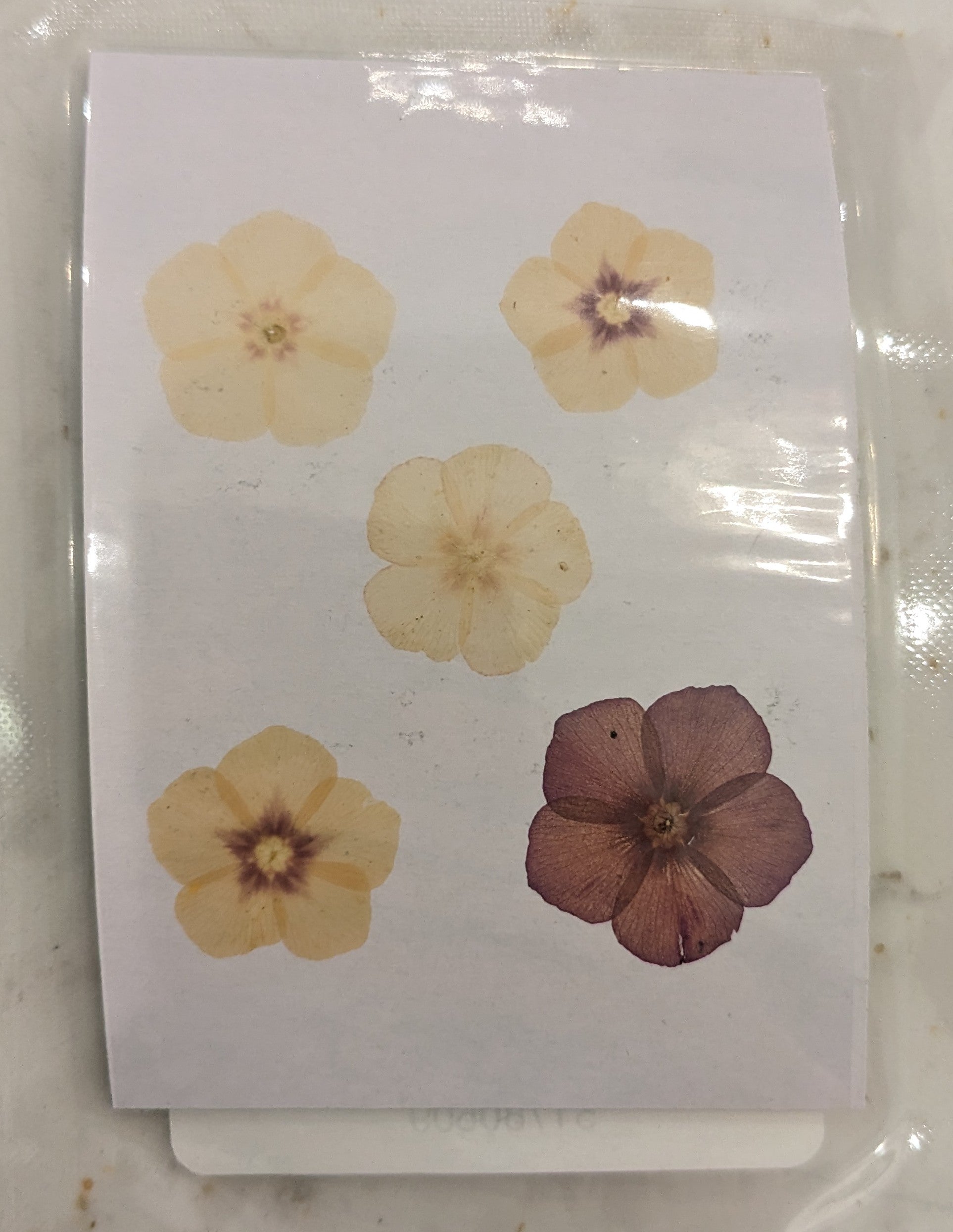 Pressed Botanical Collection