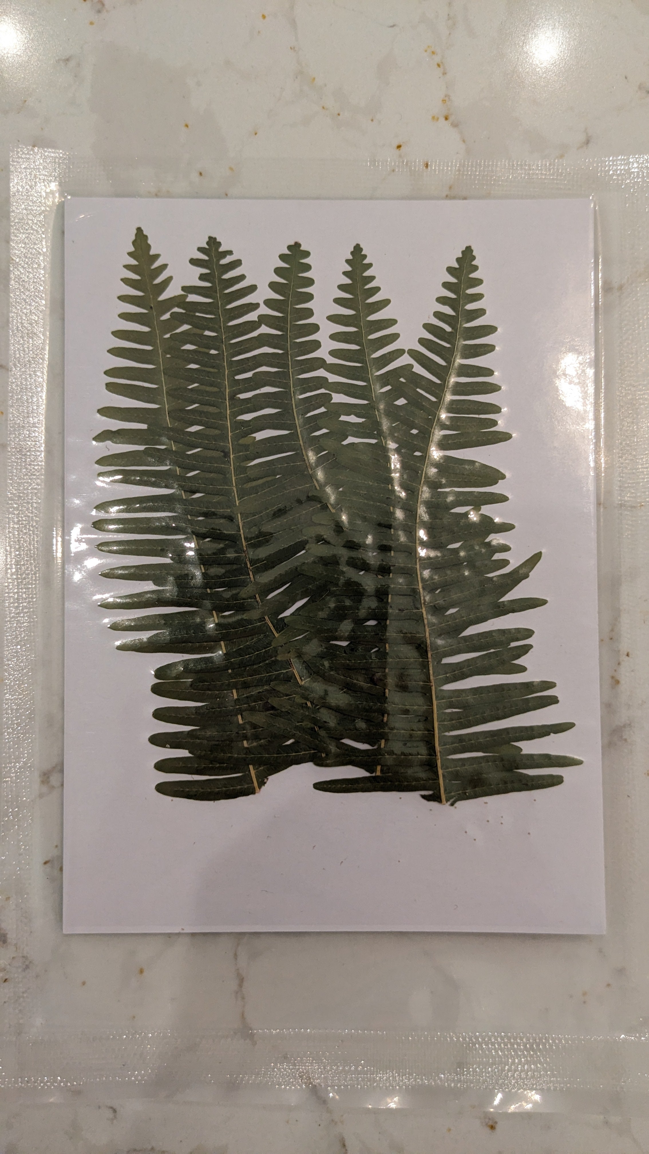 Pressed Botanical Collection