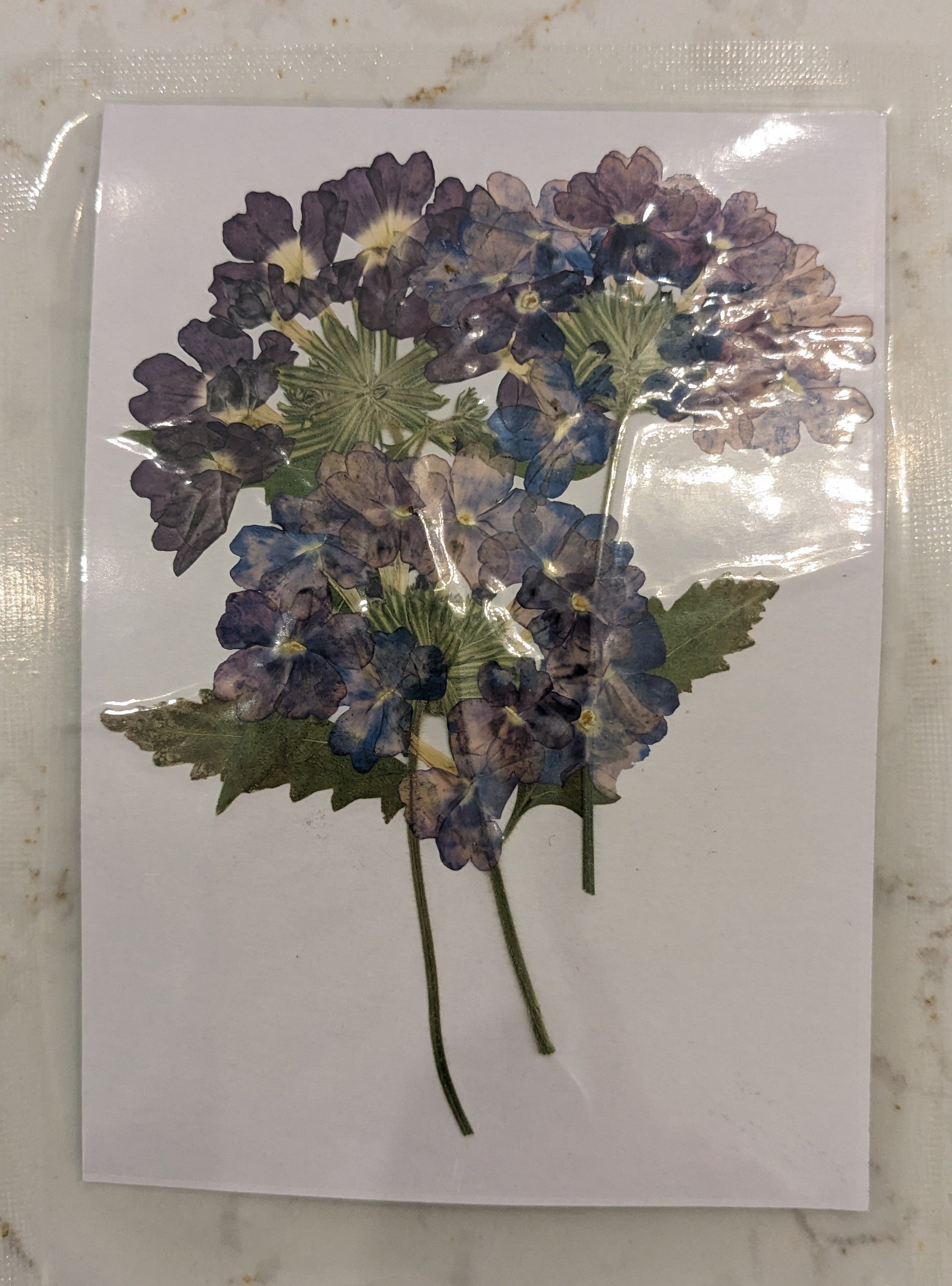 Pressed Botanical Collection