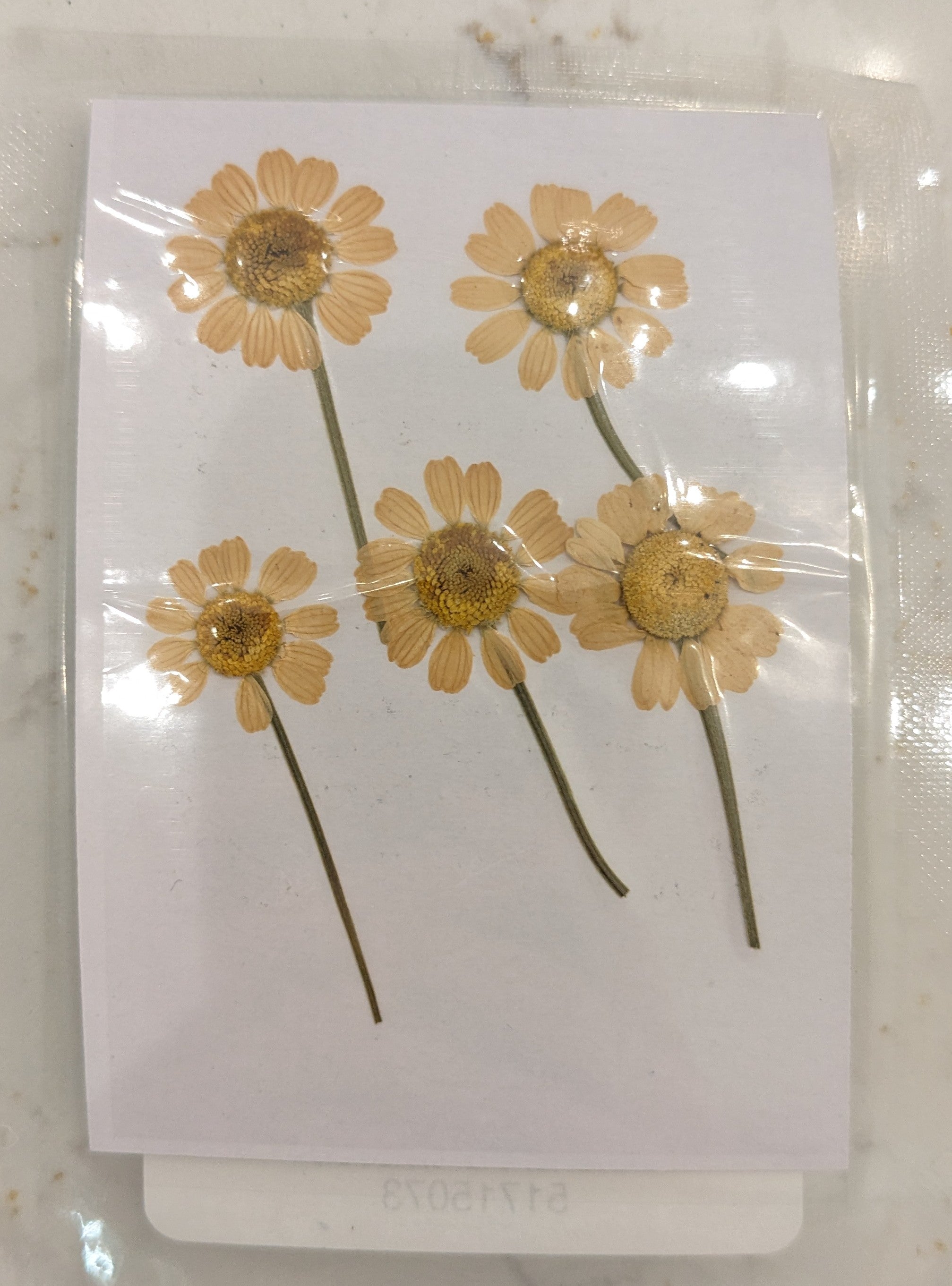 Pressed Botanical Collection