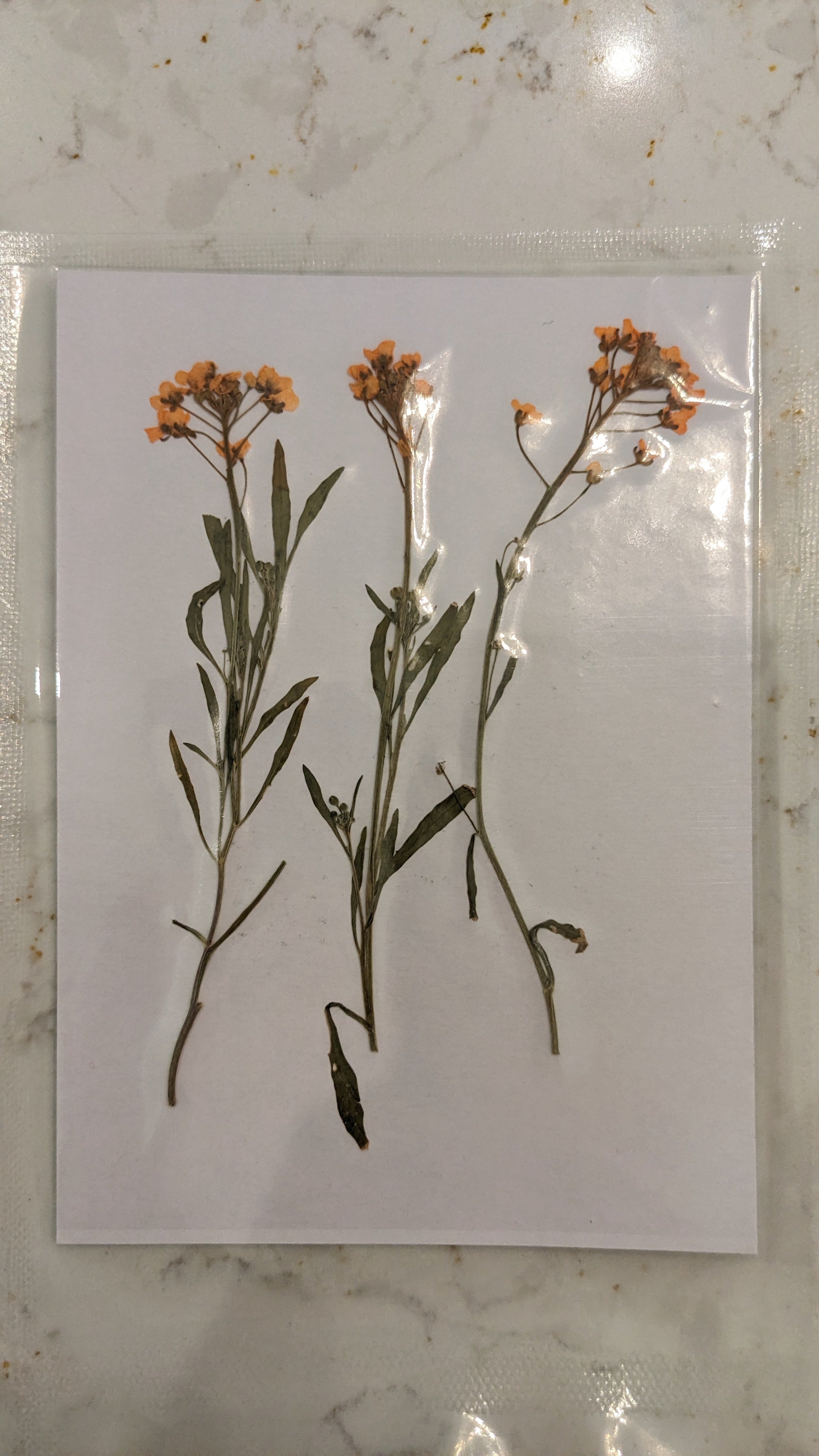 Pressed Botanical Collection