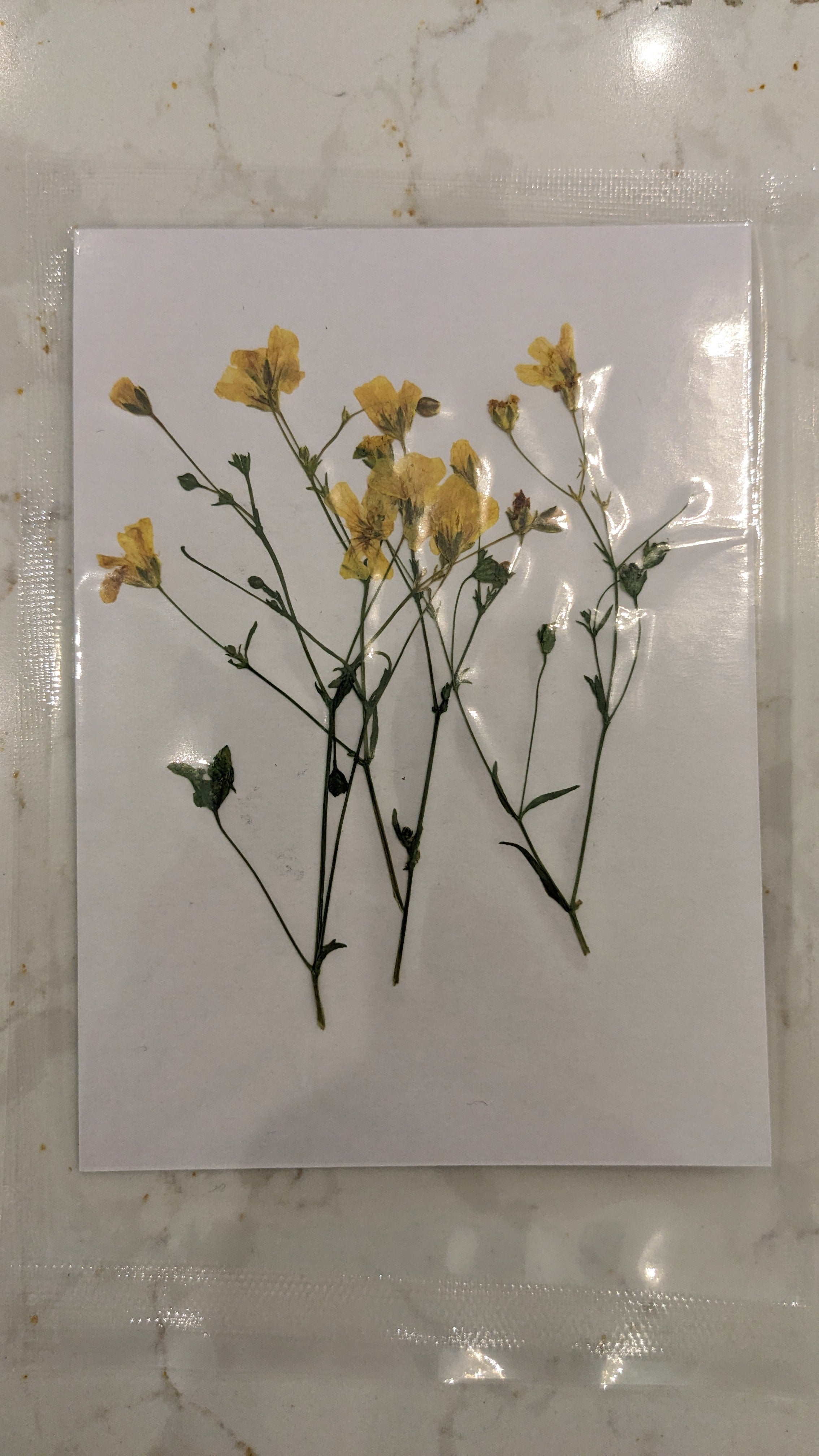 Pressed Botanical Collection