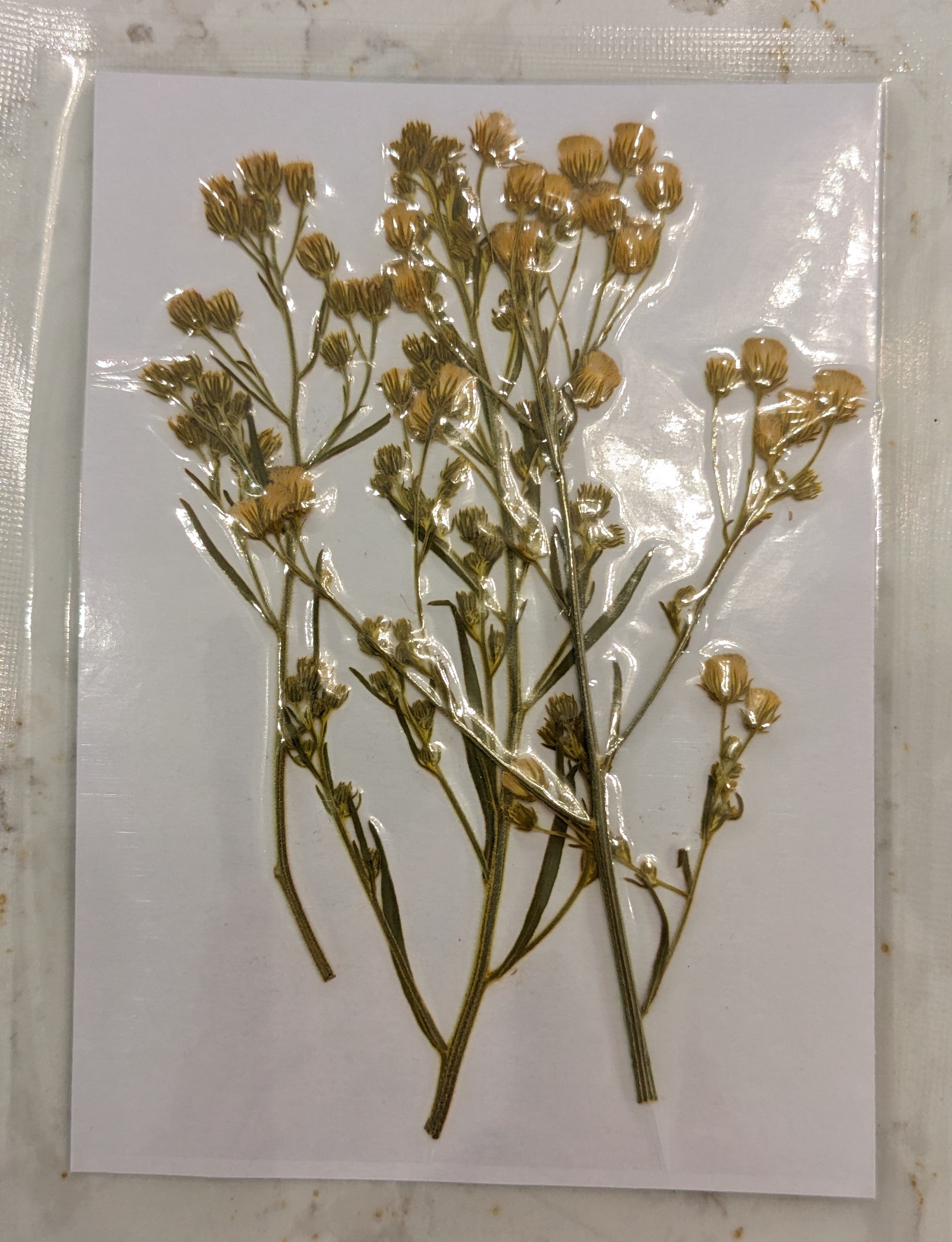 Pressed Botanical Collection