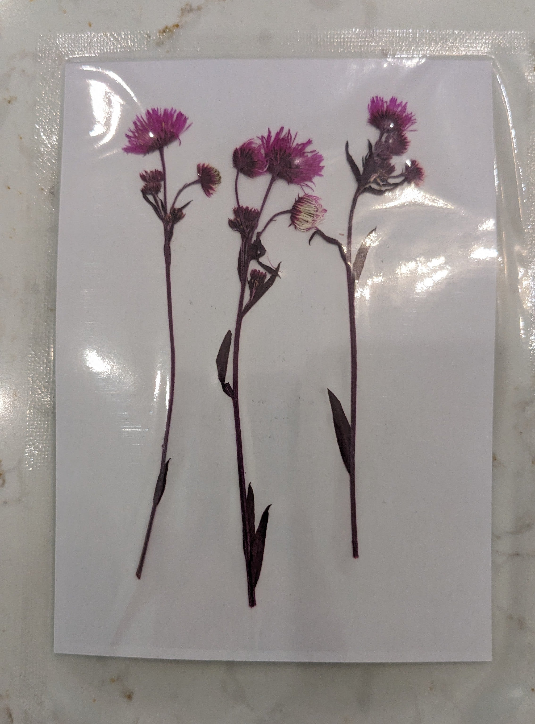 Pressed Botanical Collection