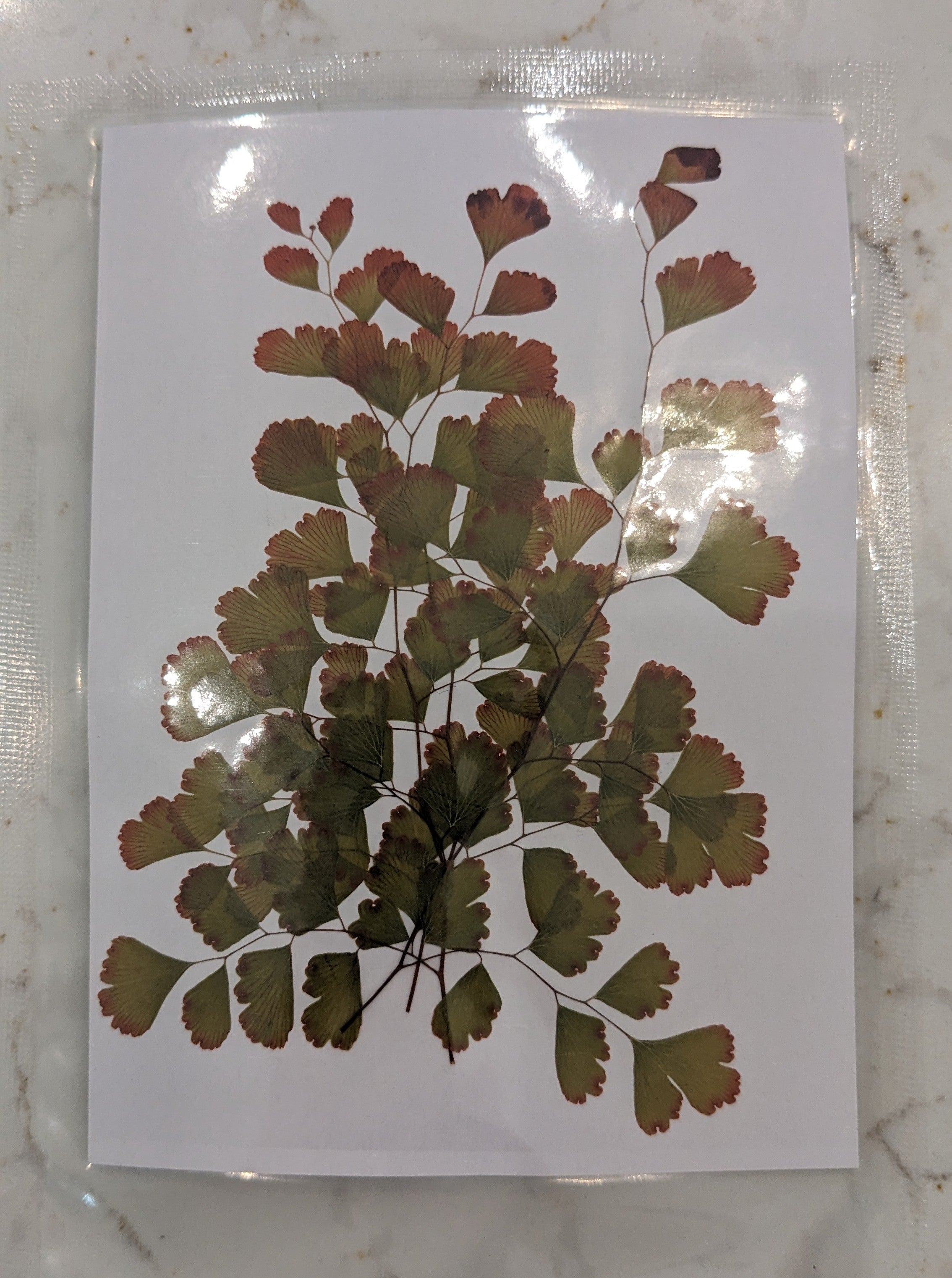 Pressed Botanical Collection