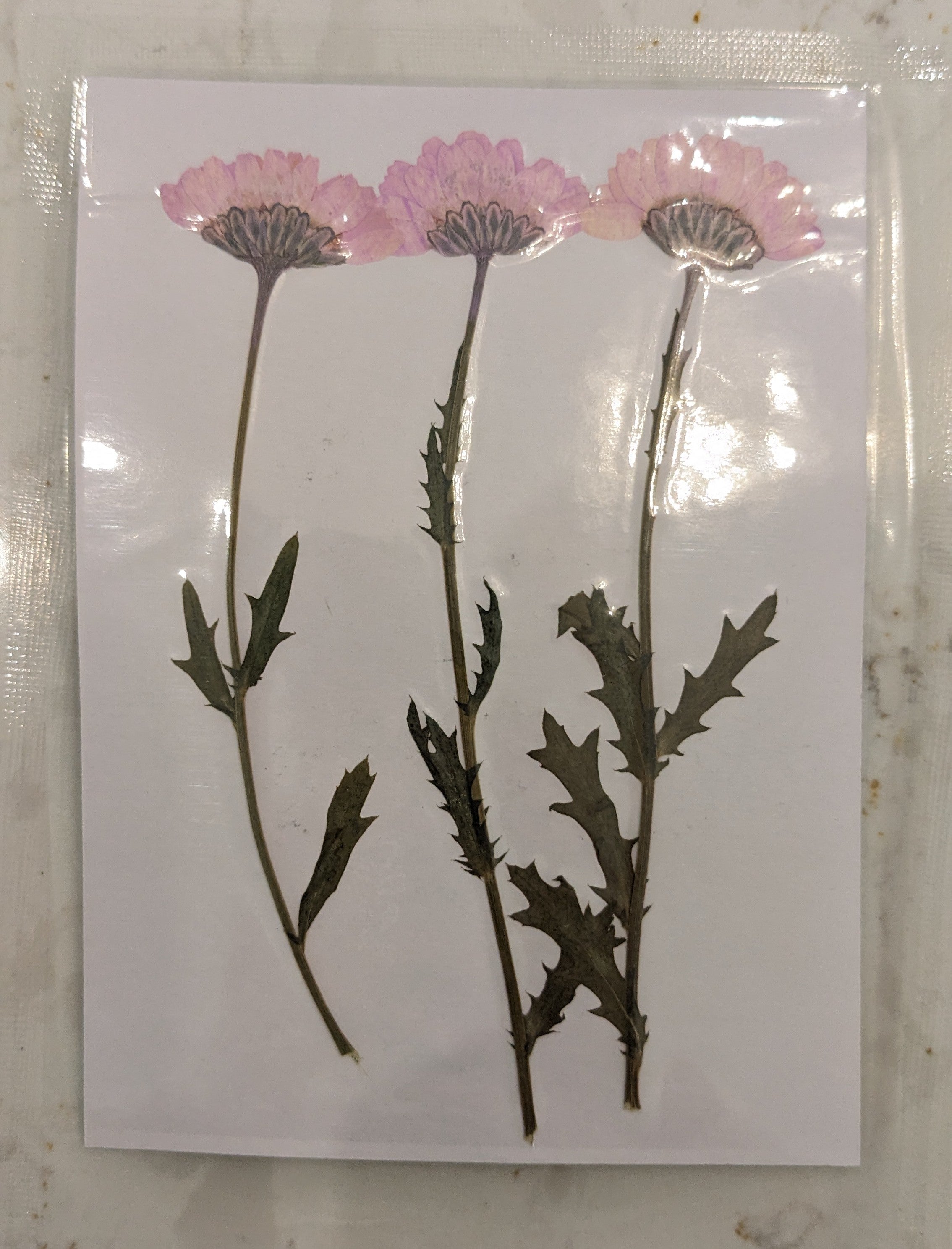 Pressed Botanical Collection