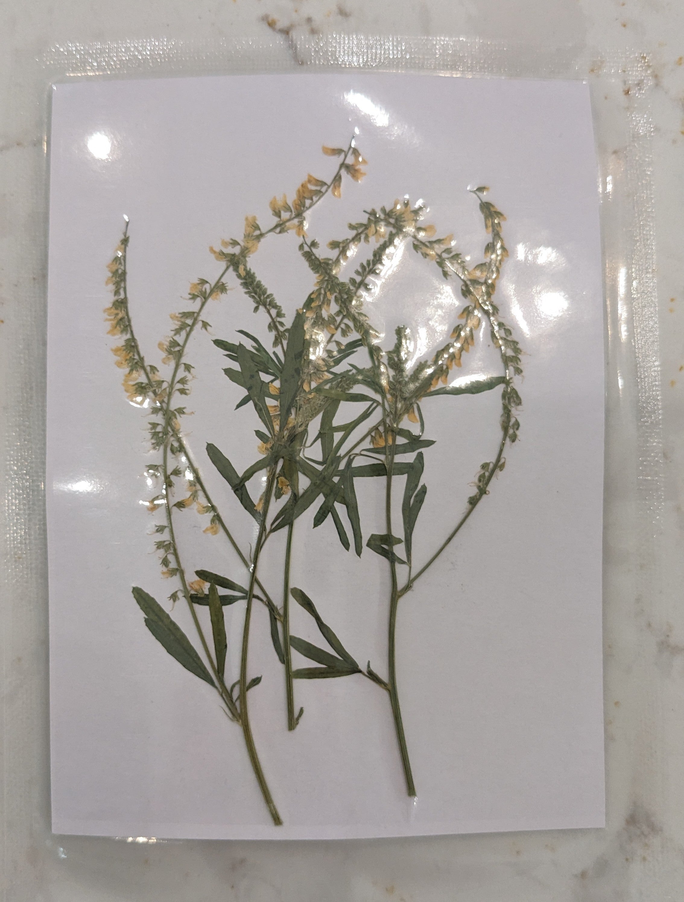 Pressed Botanical Collection
