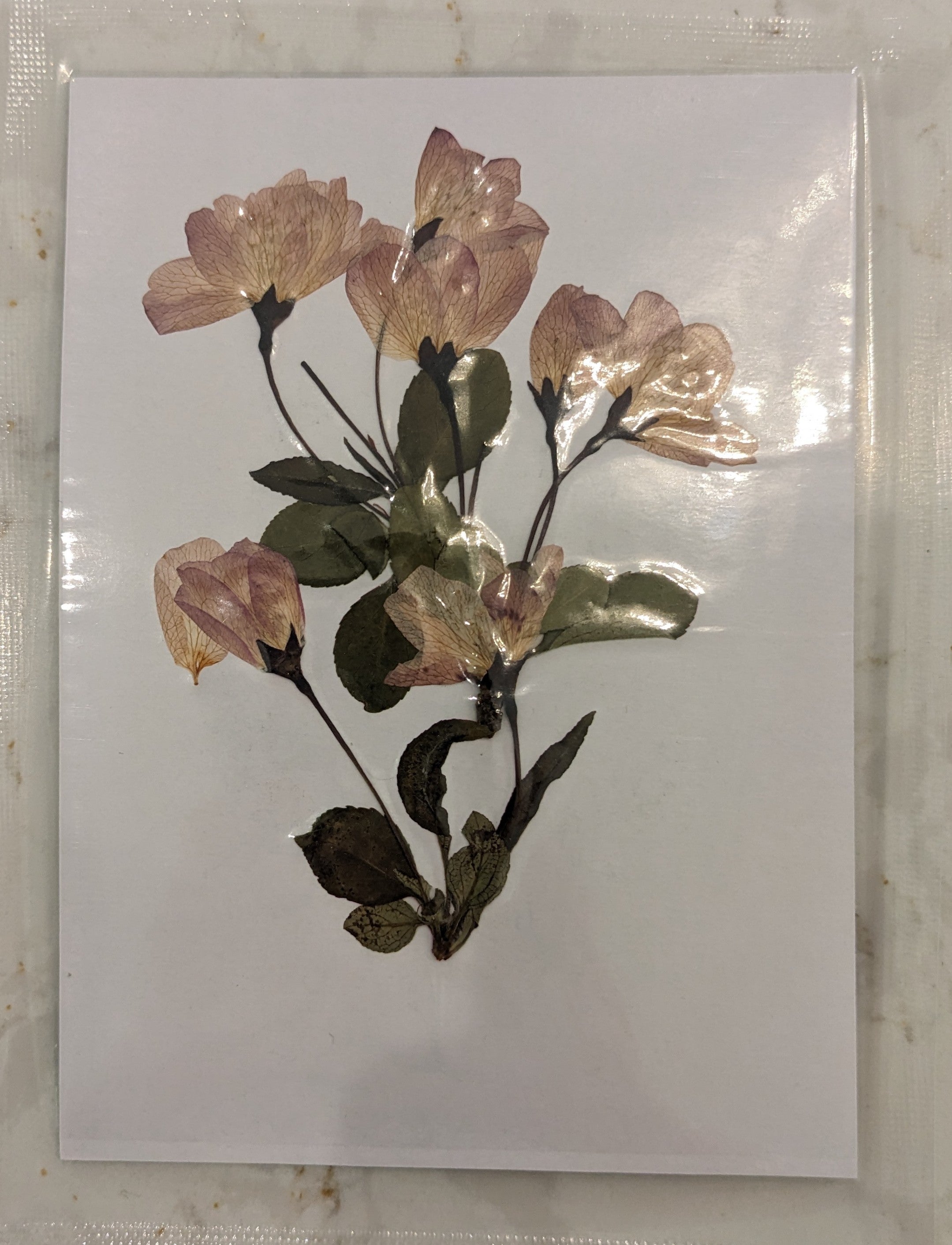 Pressed Botanical Collection