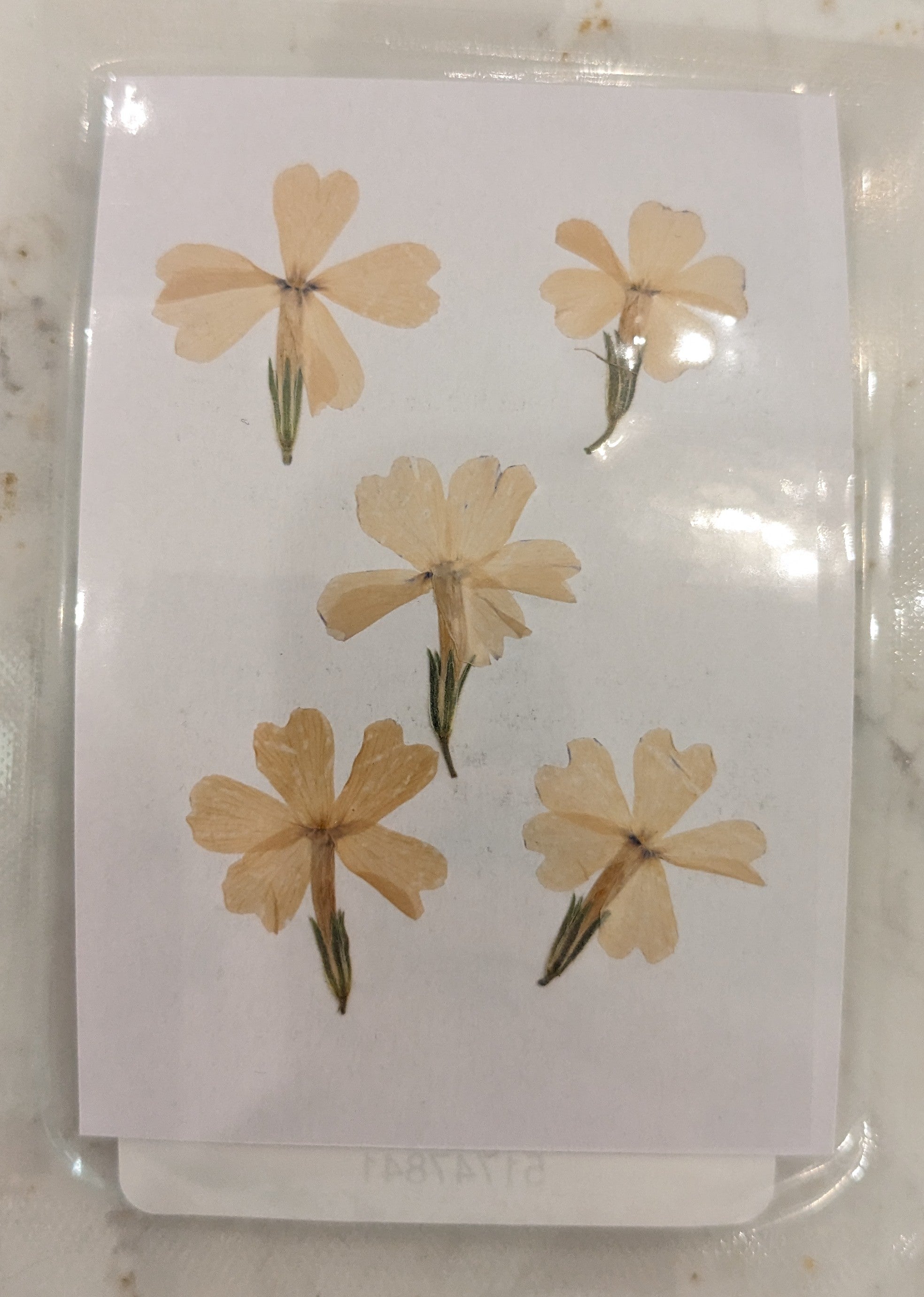 Pressed Botanical Collection