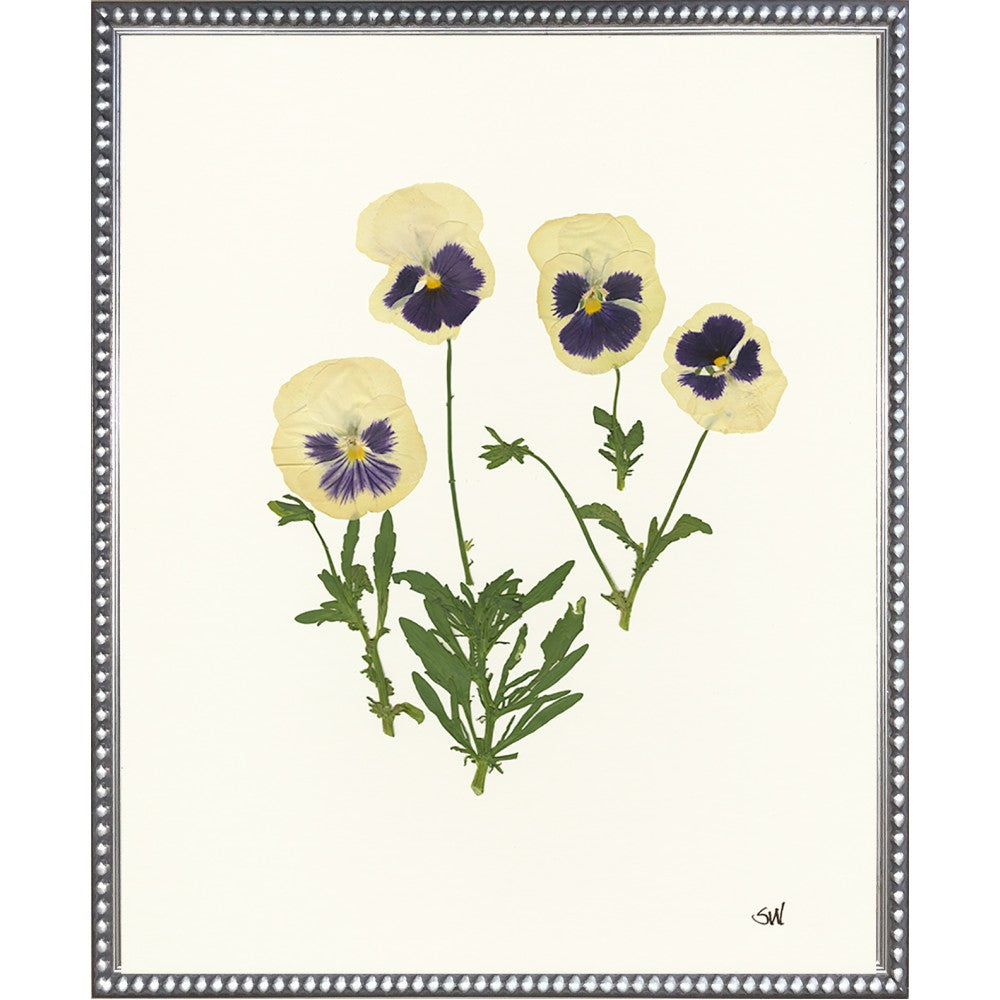 Pansies Collection Silver Frame