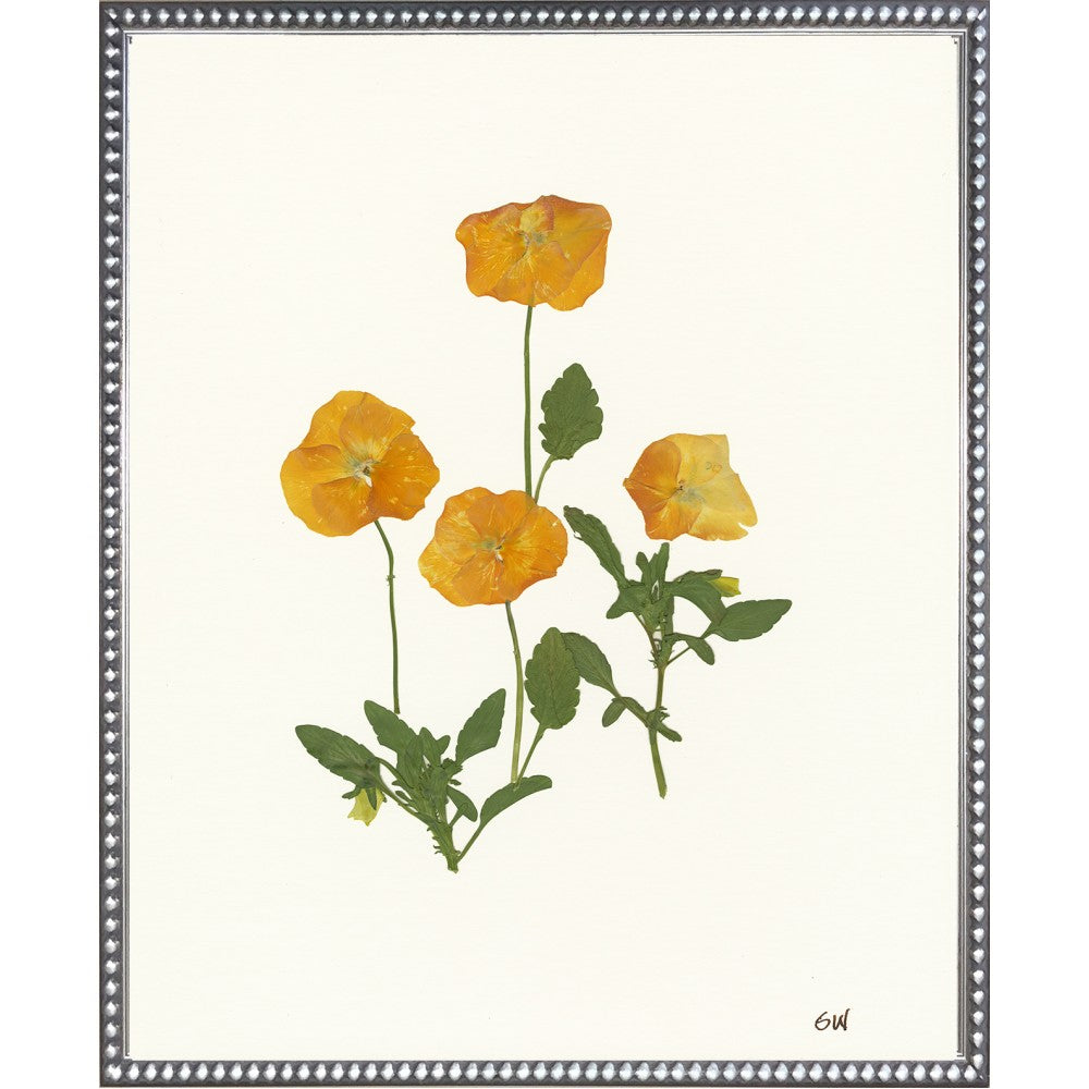 Pansies Collection Silver Frame