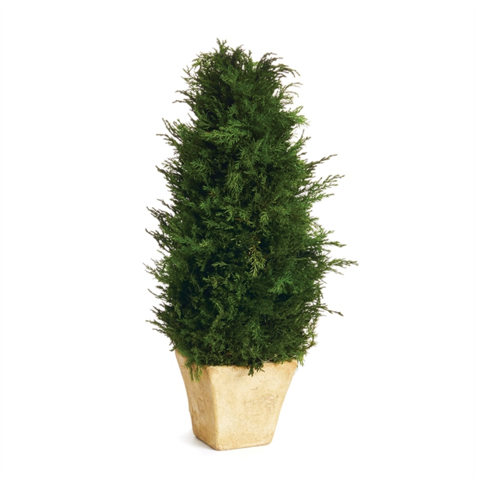 Cypress Cone Topiary