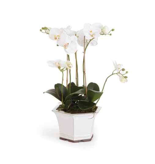 Phalaenopsis Orchid in Ceramic Pot 18.5"