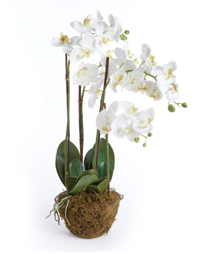 Phalaenopsis Orchid Drop In 30''