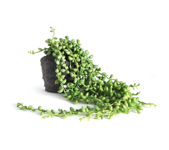 String of Pearls Drop-In 26"