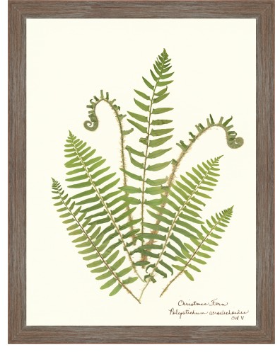Fern Giclee Collection