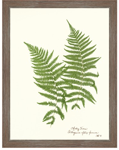 Fern Giclee Collection