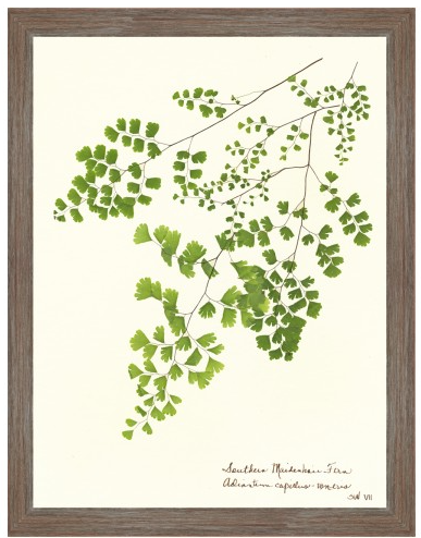 Fern Giclee Collection