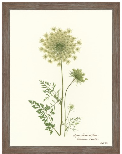 Fern Giclee Collection