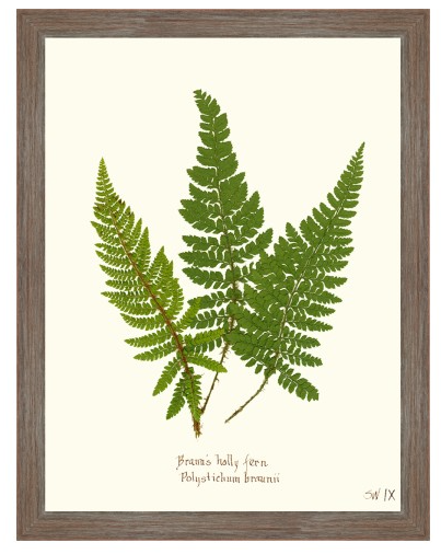 Fern Giclee Collection