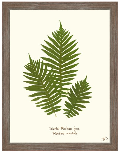 Fern Giclee Collection