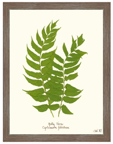 Fern Giclee Collection