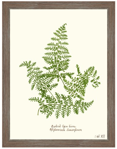 Fern Giclee Collection