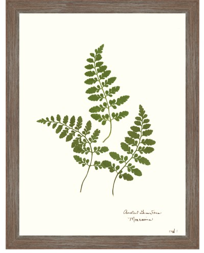 Fern Giclee Collection