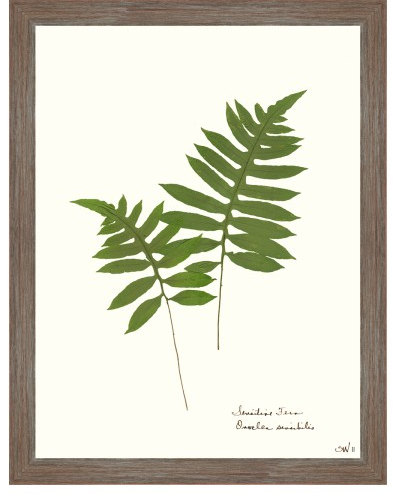 Fern Giclee Collection