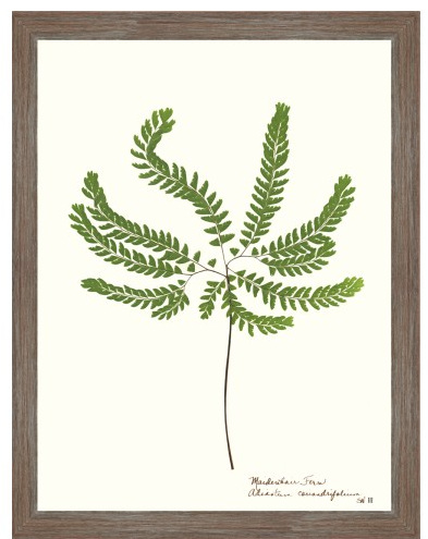 Fern Giclee Collection