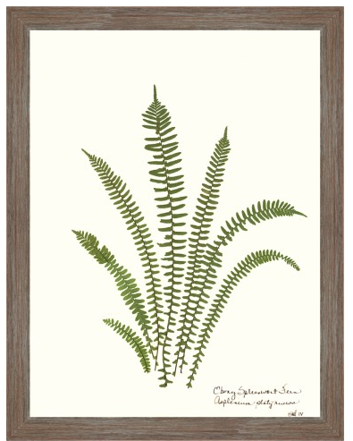 Fern Giclee Collection