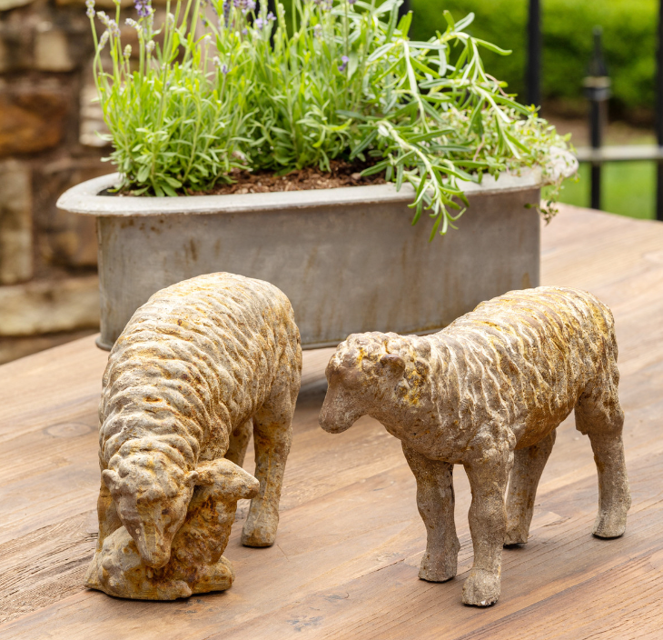 Country Sheep